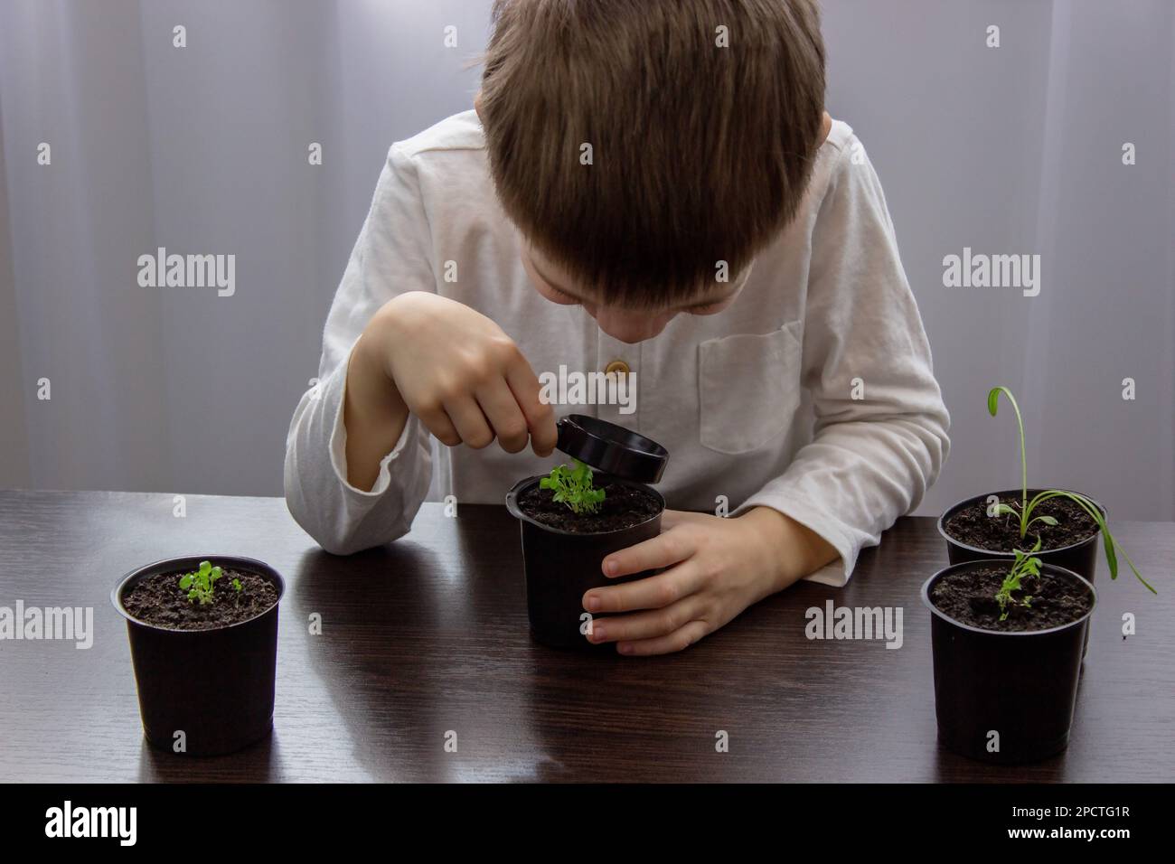 a boy looks through a magnifying glass at a flower growing in a flowerpot. Selective focus Stock Photo