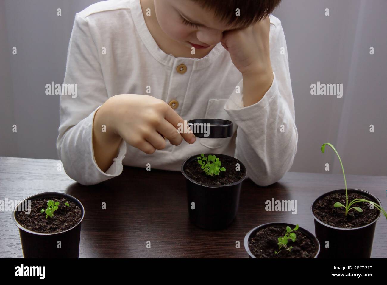 a boy looks through a magnifying glass at a flower growing in a flowerpot. Selective focus Stock Photo