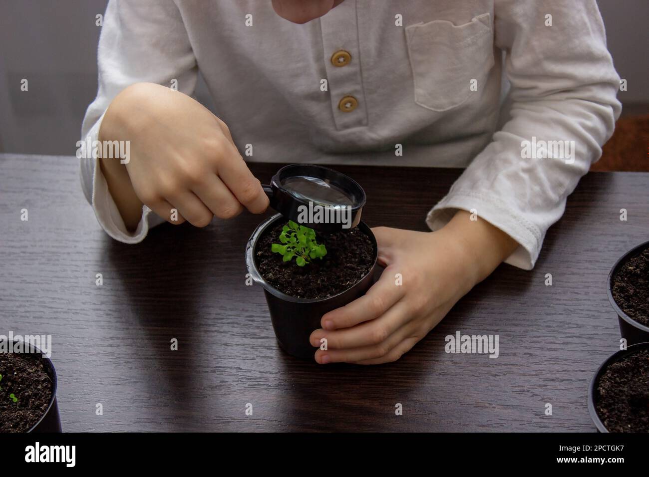 a boy looks through a magnifying glass at a flower growing in a flowerpot. Selective focus Stock Photo