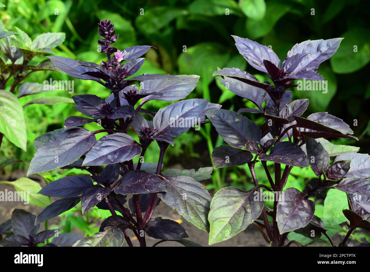 The Purple Basil Plant Or Ocimum Basilicum in the Vegetable Garden