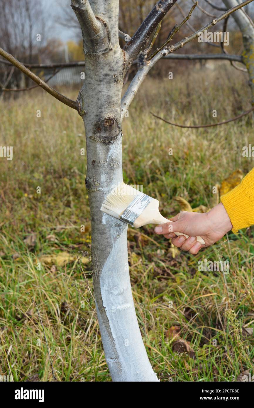Whitewashing walnut tree in autumn. Gardener with paint brush