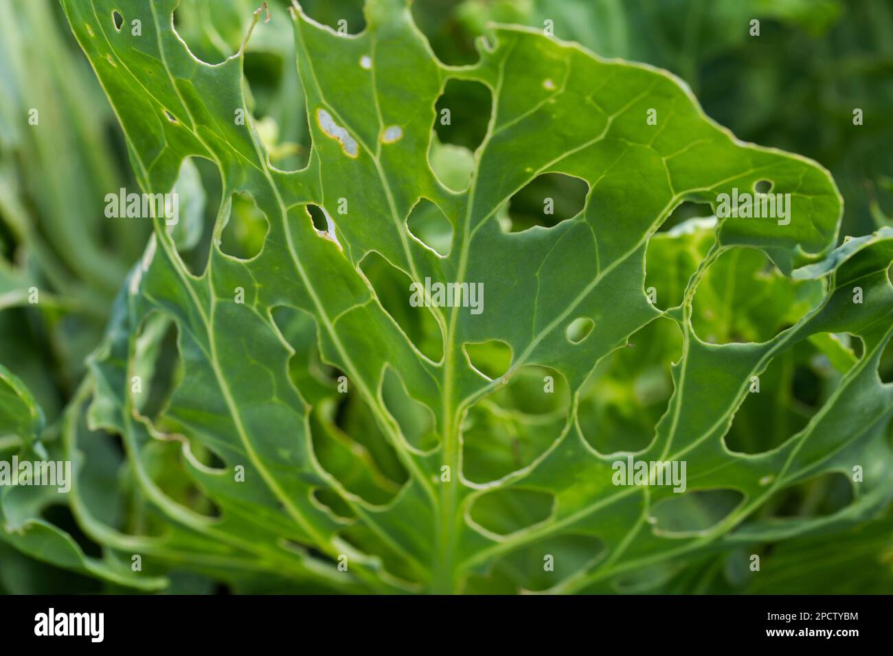 Cabbage leaves in holes in the garden. Pests are a cabbage butterfly