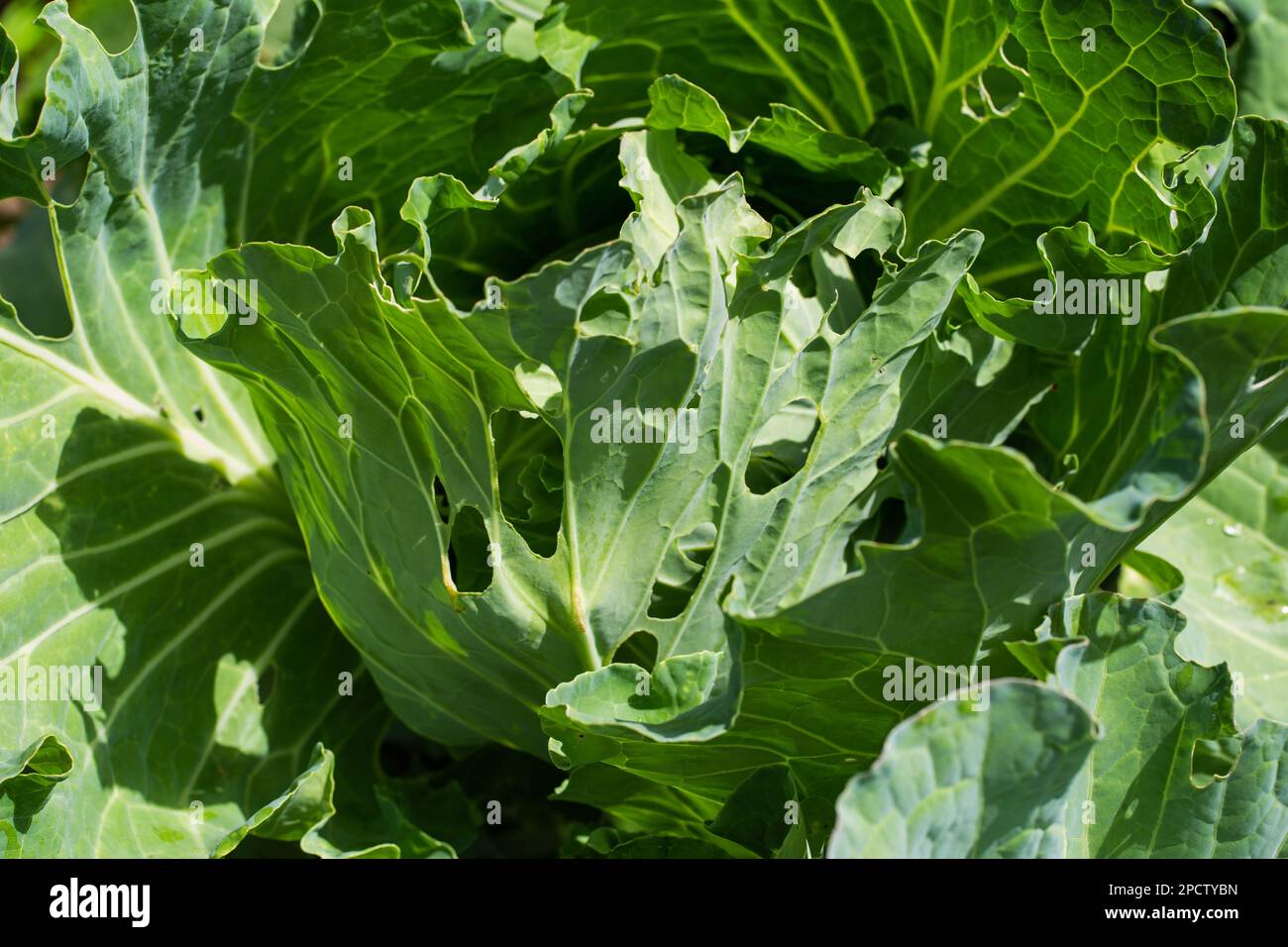Cabbage leaves in holes in the garden. Pests are a cabbage butterfly