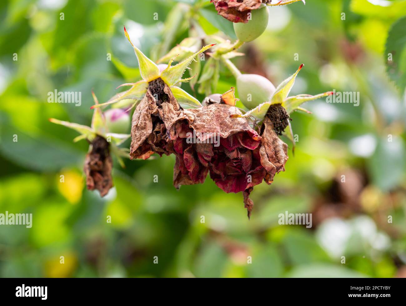Drying buds on a spray rose. Improper rose care, powdery mildew and