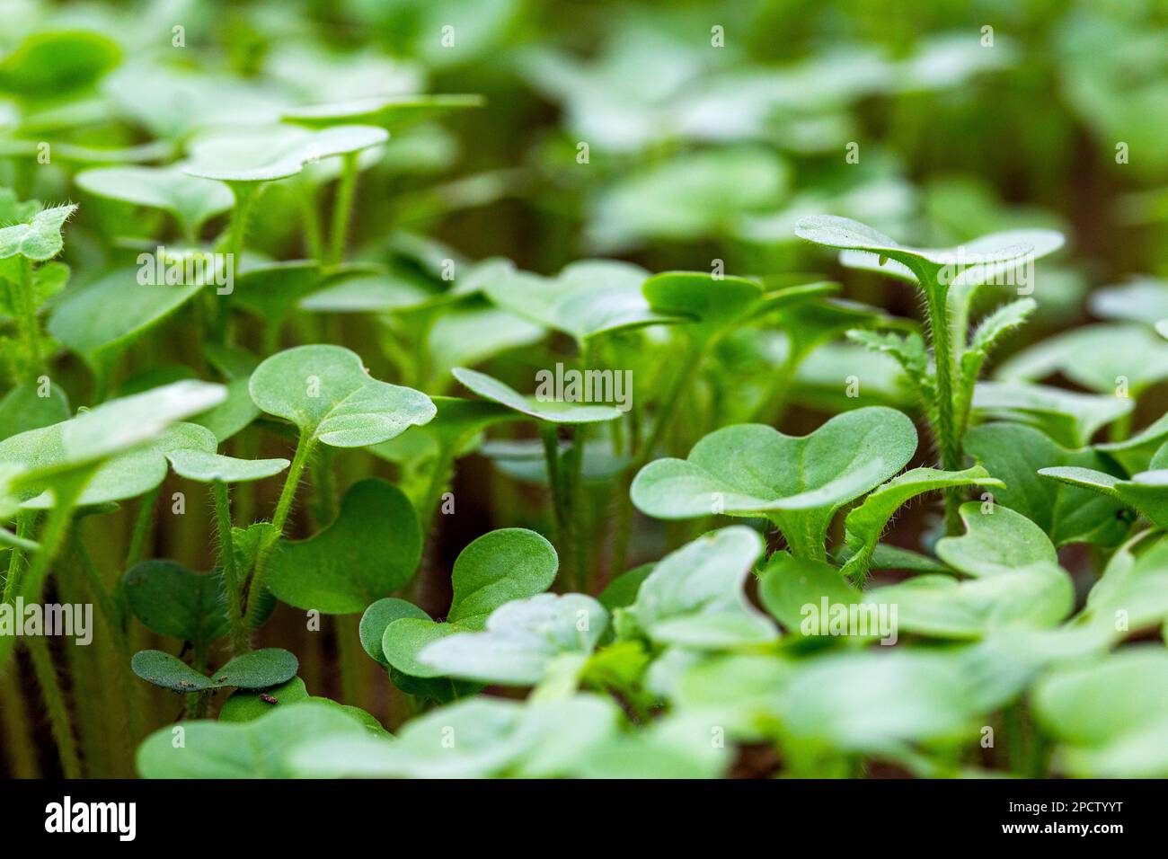 Green plant oil radish. A plant that sits in the soil in a greenhouse