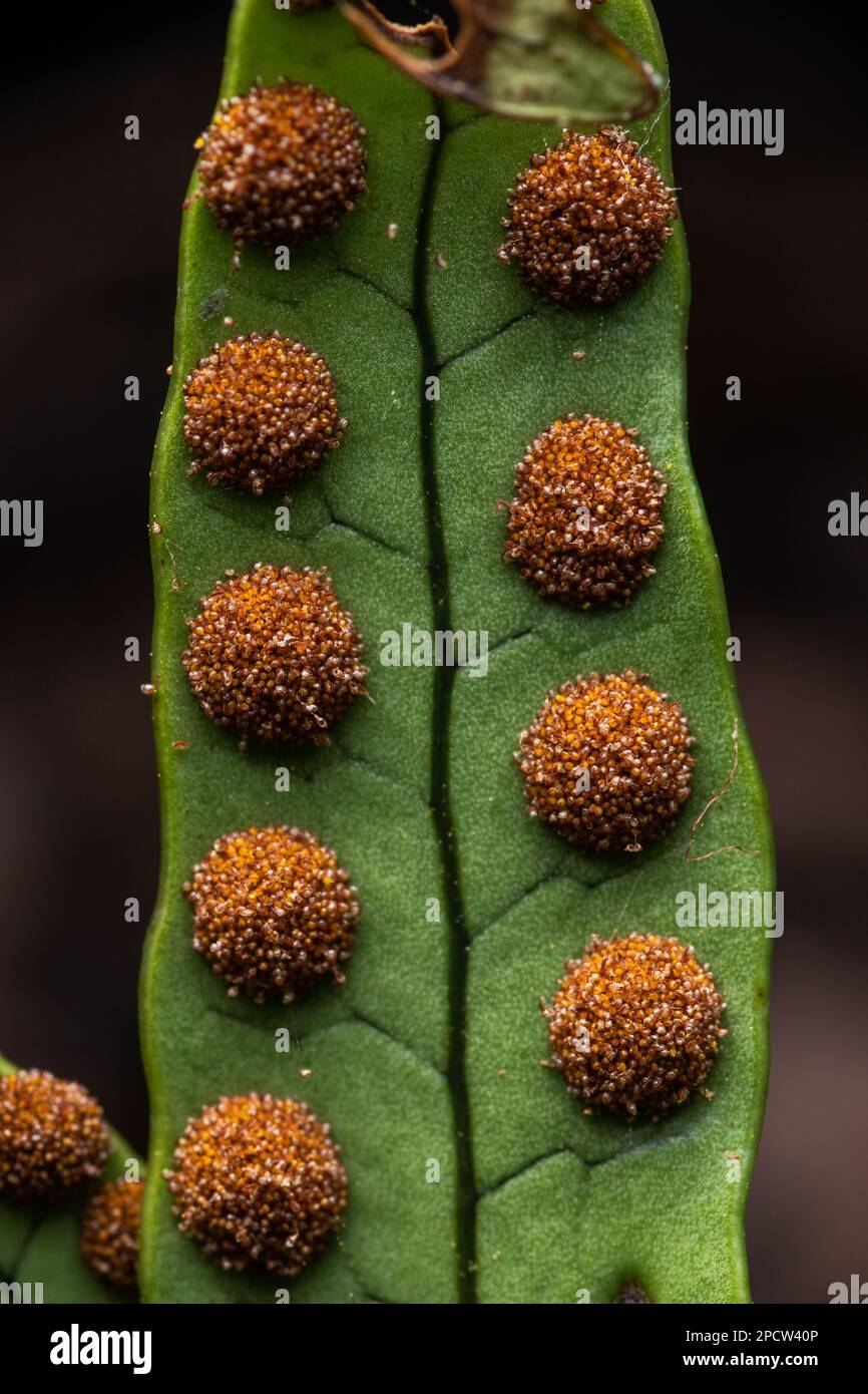 A macro of the underside of a fern with sori and sporangium containing spores in the forest in Aotearoa New Zealand. Stock Photo