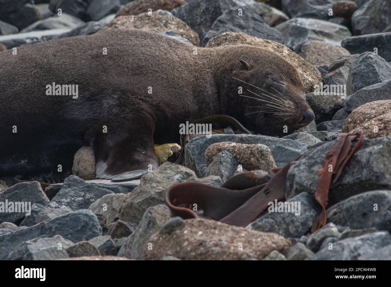 A new zealand fur seal, Arctocephalus forsteri, sleeping on the beach near Oamaru in Aotearoa. Stock Photo