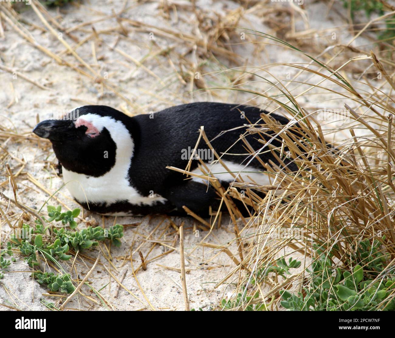 Jackass or Black-footed penguin (Spheniscus demersus) enjoying sunlight on Boulders Beach in Cape Town : (pix Sanjiv Shukla) Stock Photo