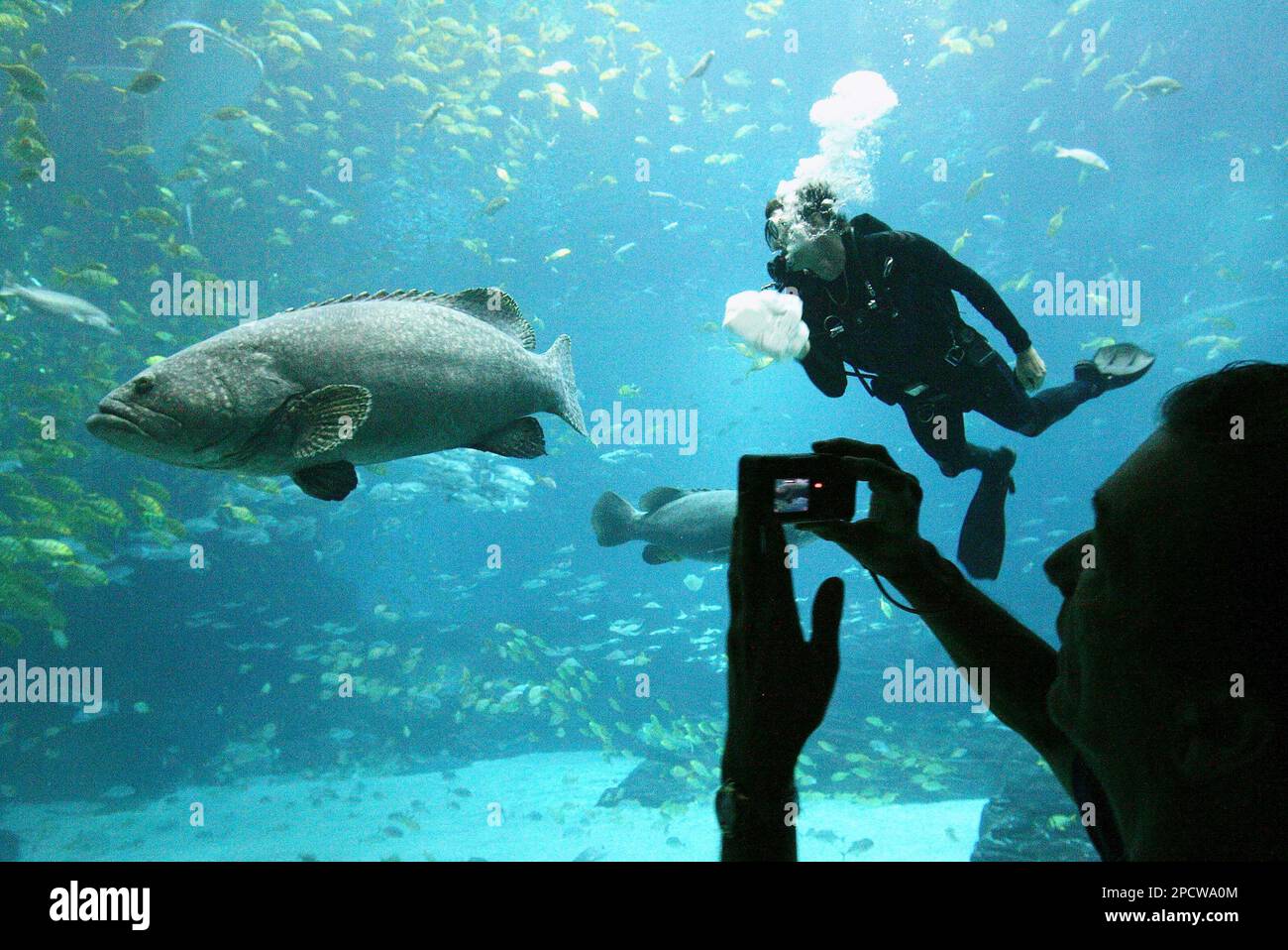 A visitor photographs a giant grouper as a volunteer diver at the