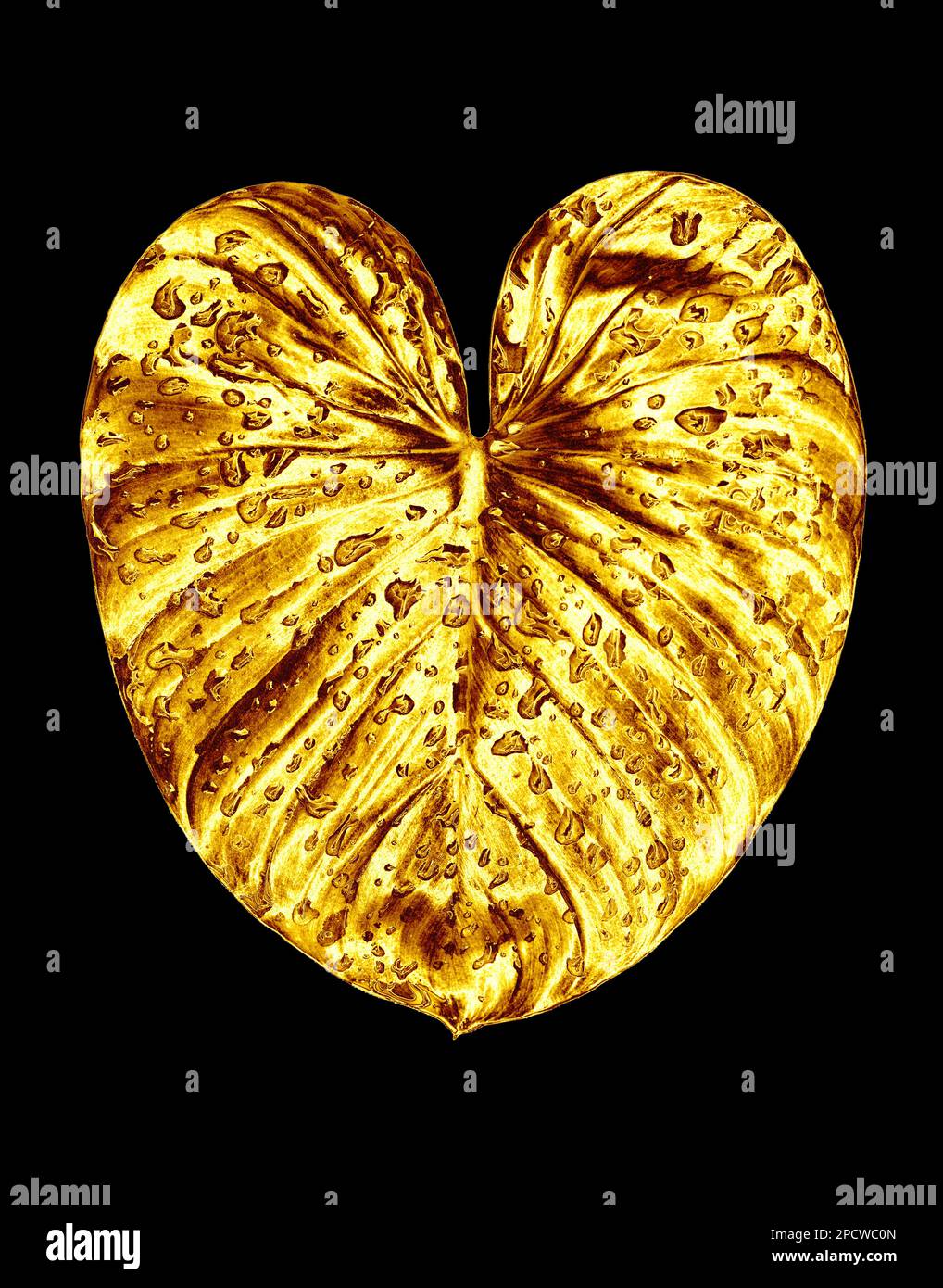 Golden leaf, water drops black background isolated closeup, gold leaves, yellow metal foliage, petal illustration, decorative plant design element Stock Photo