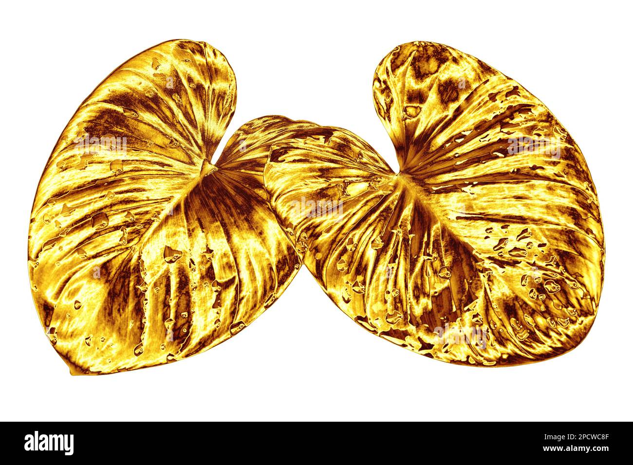 Golden leaf, water drops white background isolated closeup, gold leaves, yellow metal foliage, petal illustration, decorative plant design element Stock Photo