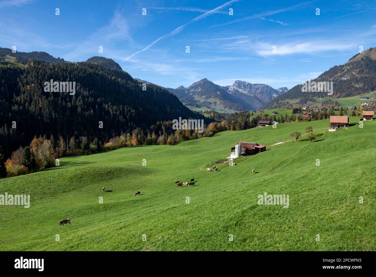 Suisse, Schweiz, Switzerland, Vaud, Waadt, pré, Wiese, meadow, champ, Feld, field, agriculture Landwirtschaft, farming, montagne, Berg, mountain, mont Stock Photo