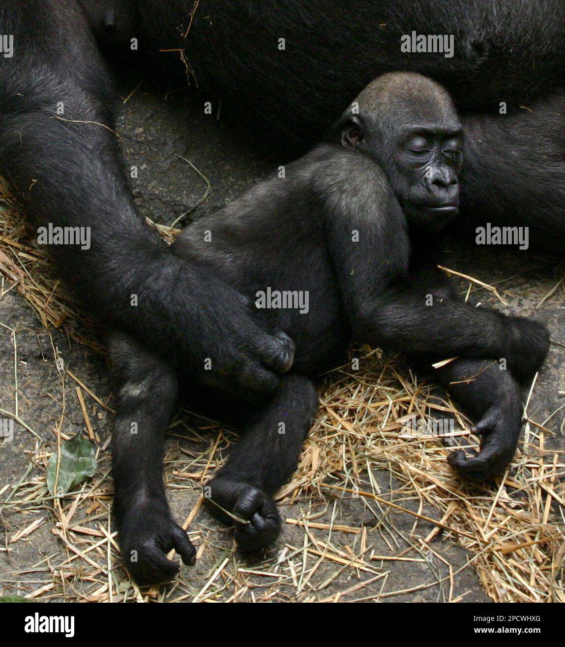 Baby gorilla Kimani, 1 1/2 years old, naps with her mother Kiki's arm ...