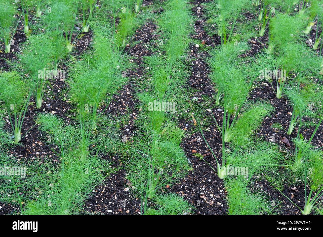 Florence Fennel F1 Rondo, VFE12, Foeniculum vulgare, Hybrid Florence fennel, young plants growing in a vegetable plot Stock Photo