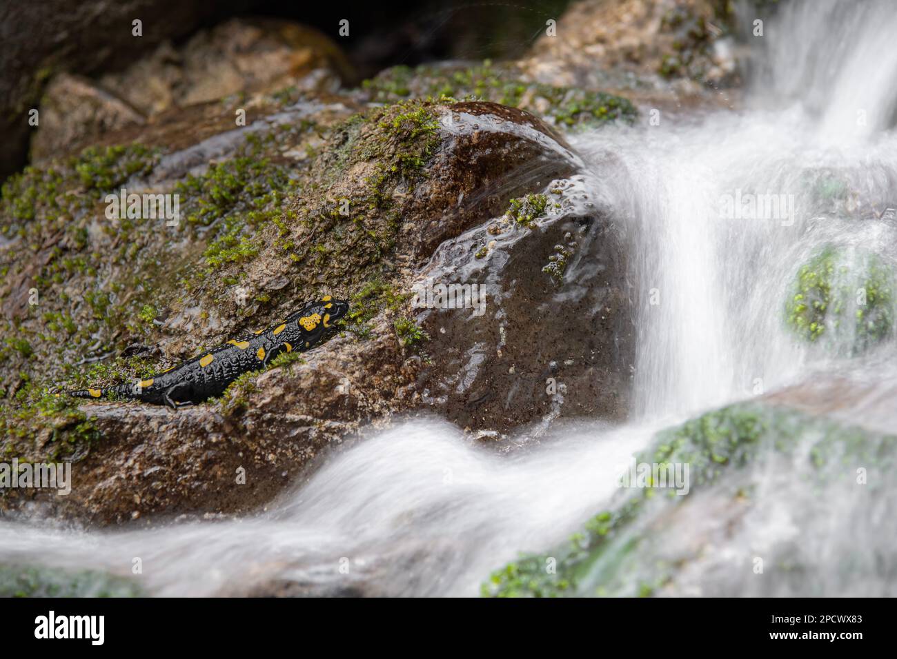 Fine art portrait of fire salamander on mountain creek (Salamandra salamandra) Stock Photo