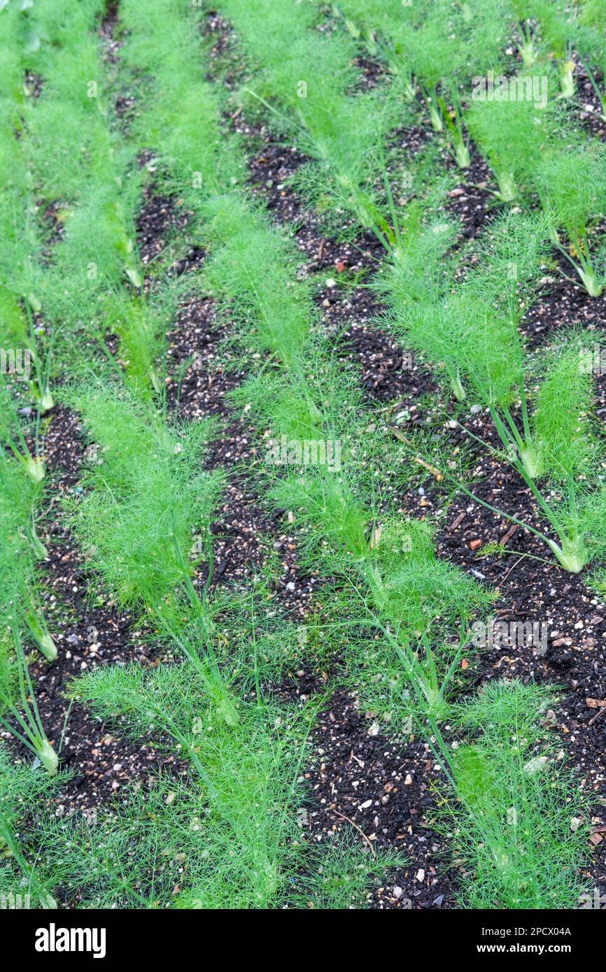 Florence Fennel F1 Rondo, VFE12, Foeniculum vulgare, Hybrid Florence fennel, young plants growing in a vegetable plot Stock Photo