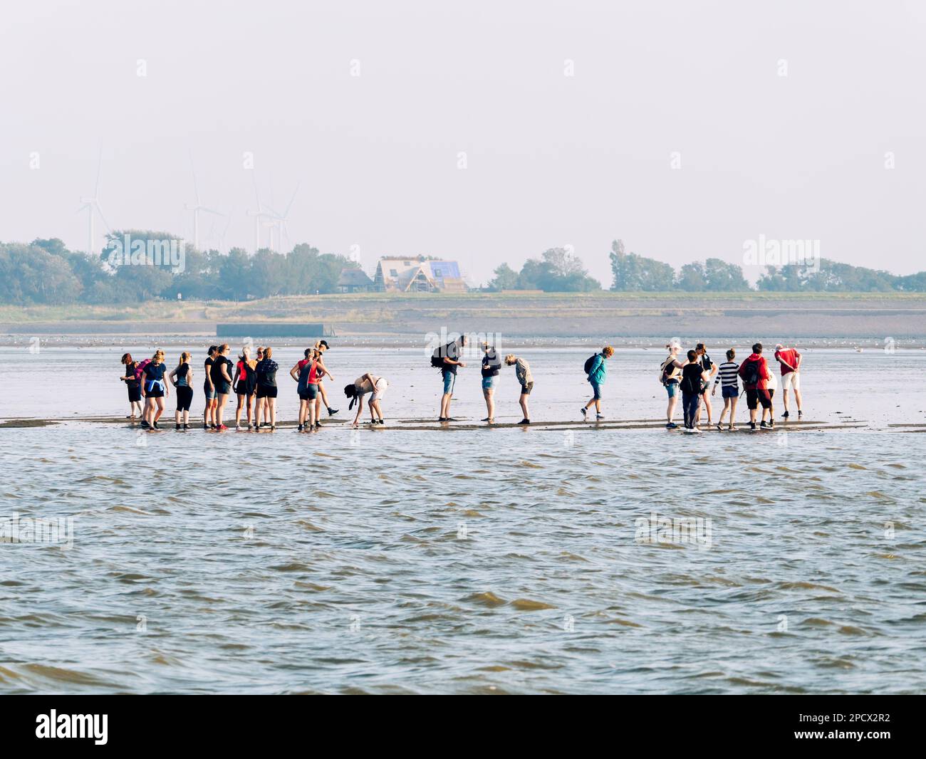 Group of people sandflat hiking on Wadden Sea at low tide off the coast of Den Oever, North-Holland, Netherlands Stock Photo