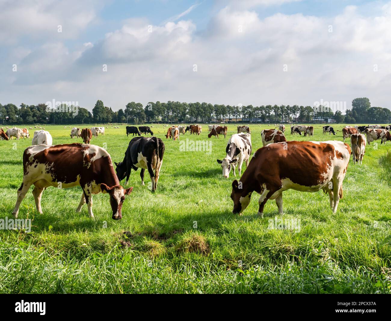 Herd of Friesian Holstein and Red-White diary cows grazing on green meadow in polder near Langweer, Friesland, Netherlands Stock Photo