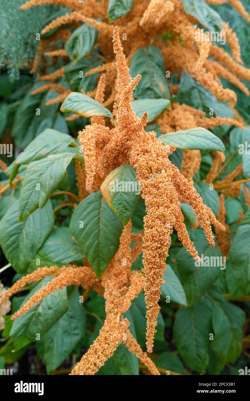 Amaranthus cruentus Hot Biscuits, spikes of coppery-bronze branching plumes of small flowers Stock Photo