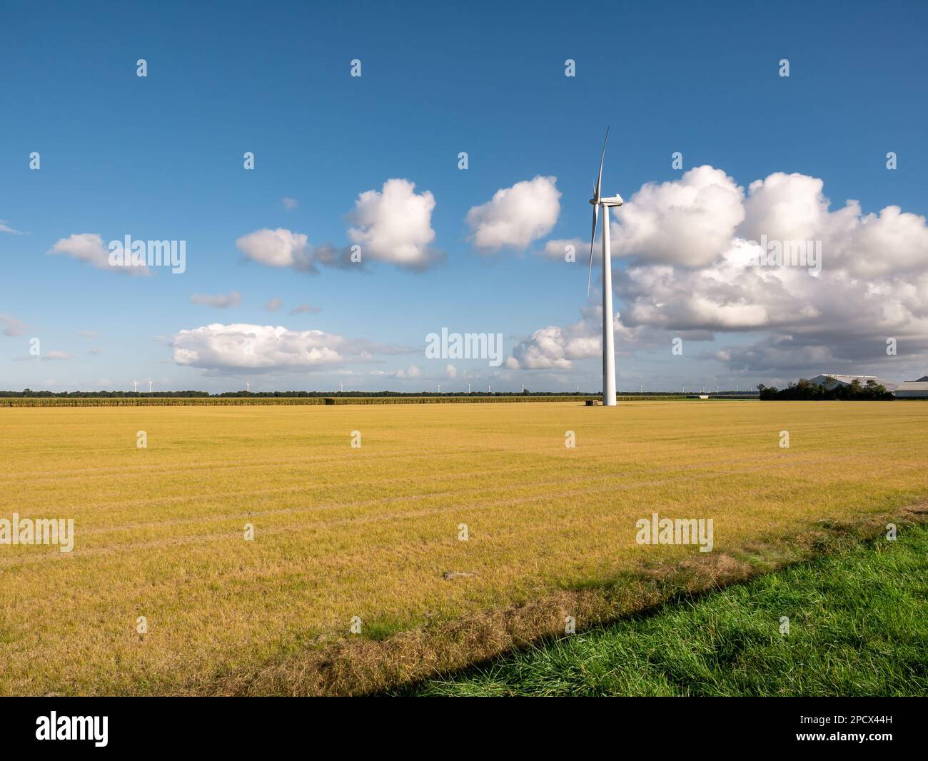 Weed killer, glyphosate, a chemical herbicide, sprayed on field to control weeds in Flevopolder, Netherlands Stock Photo
