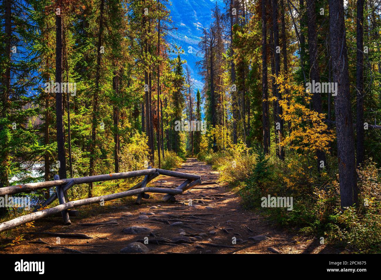 Forest around Athabasca Falls in Jasper National park, Canada Stock Photo