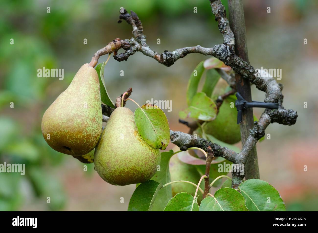 Pyrus Comice, pear Doyenne du Comice, Pear Comice, dessert pears growing in an English Orchard Stock Photo
