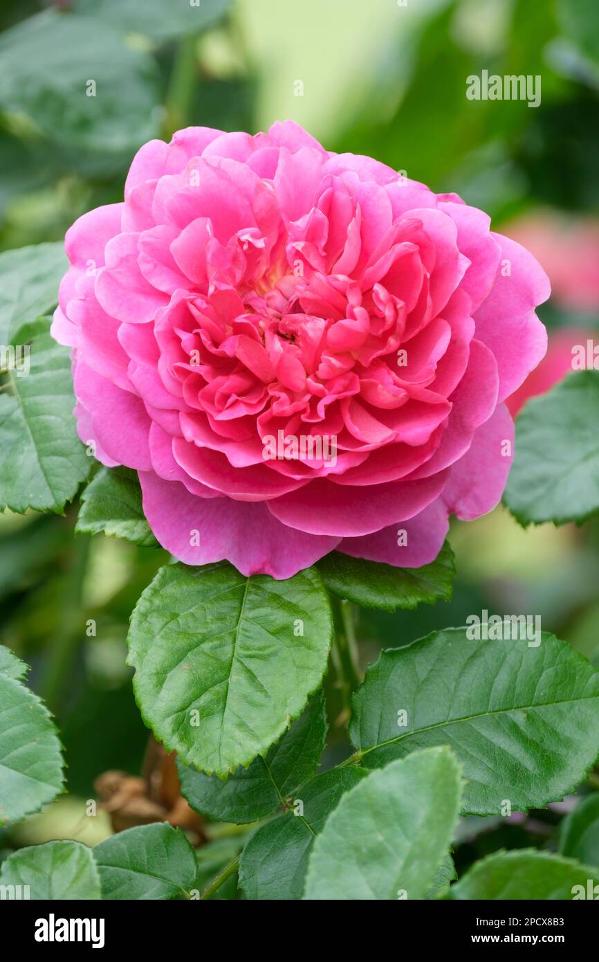 Rosa Princess Anne, rosa Auskitchen, rose Princess Anne,English shrub rose, pink Stock Photo