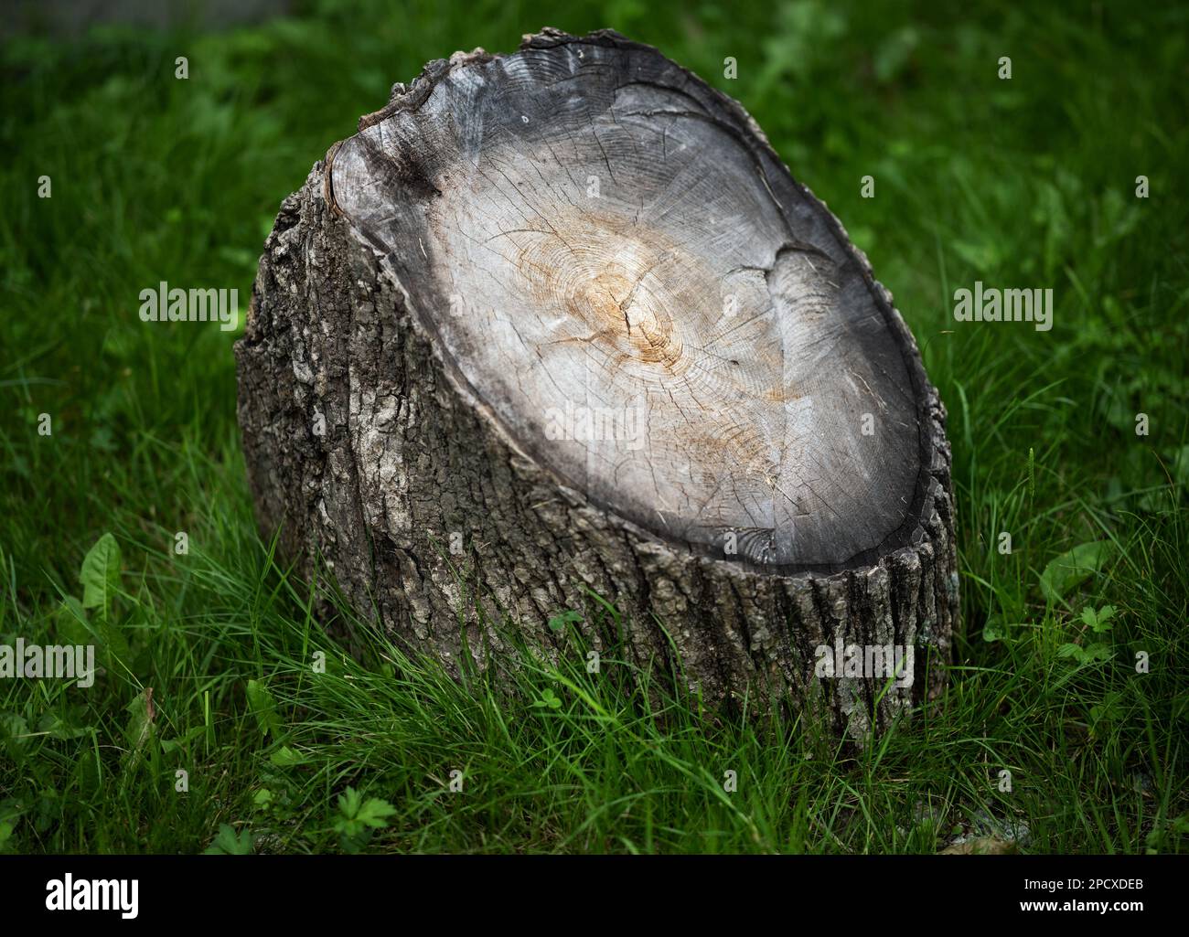 Tree stump illuminated by light in the forest. Selective focus. Stock Photo