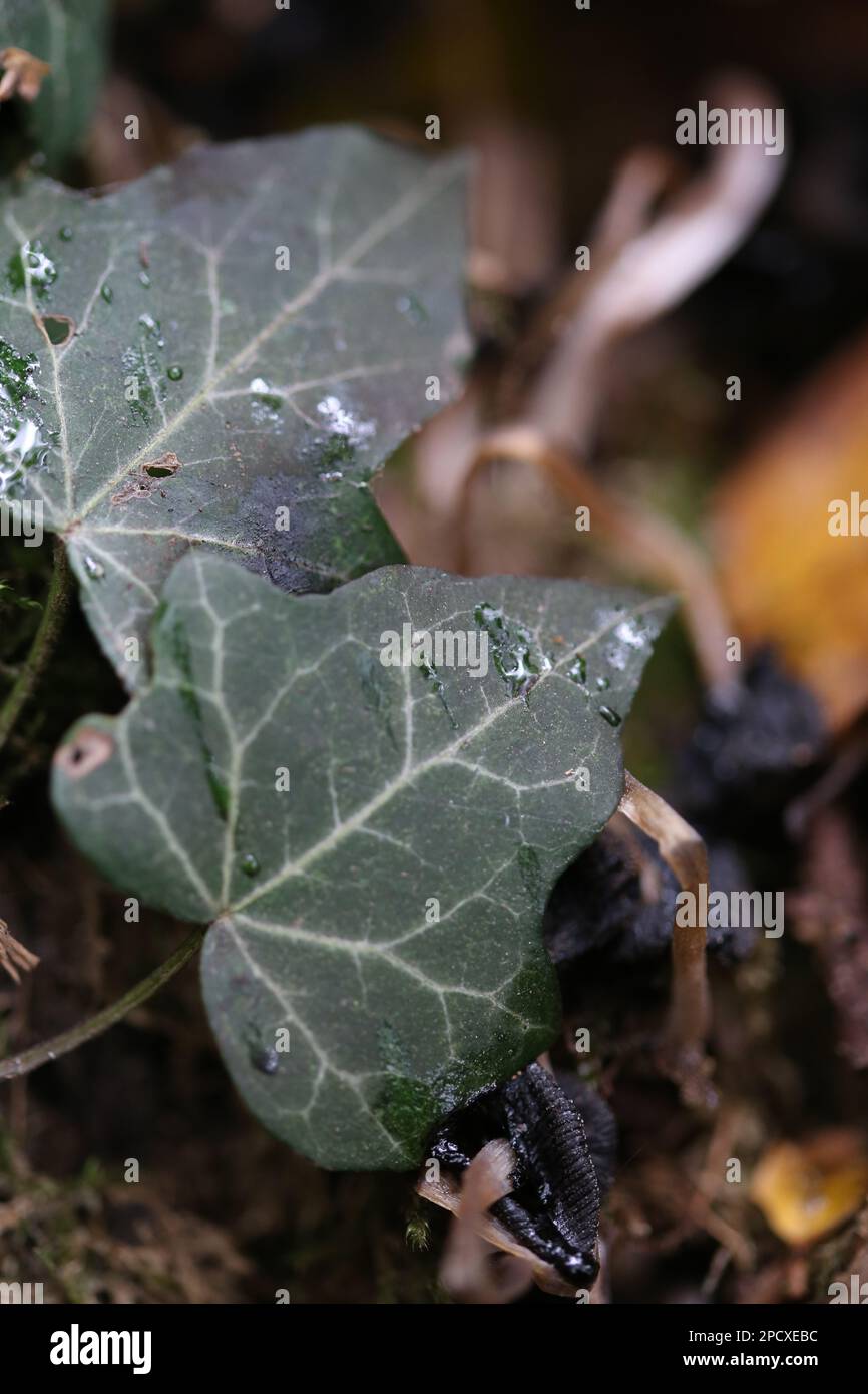 Resting atop lush green leaves hi-res stock photography and images - Alamy