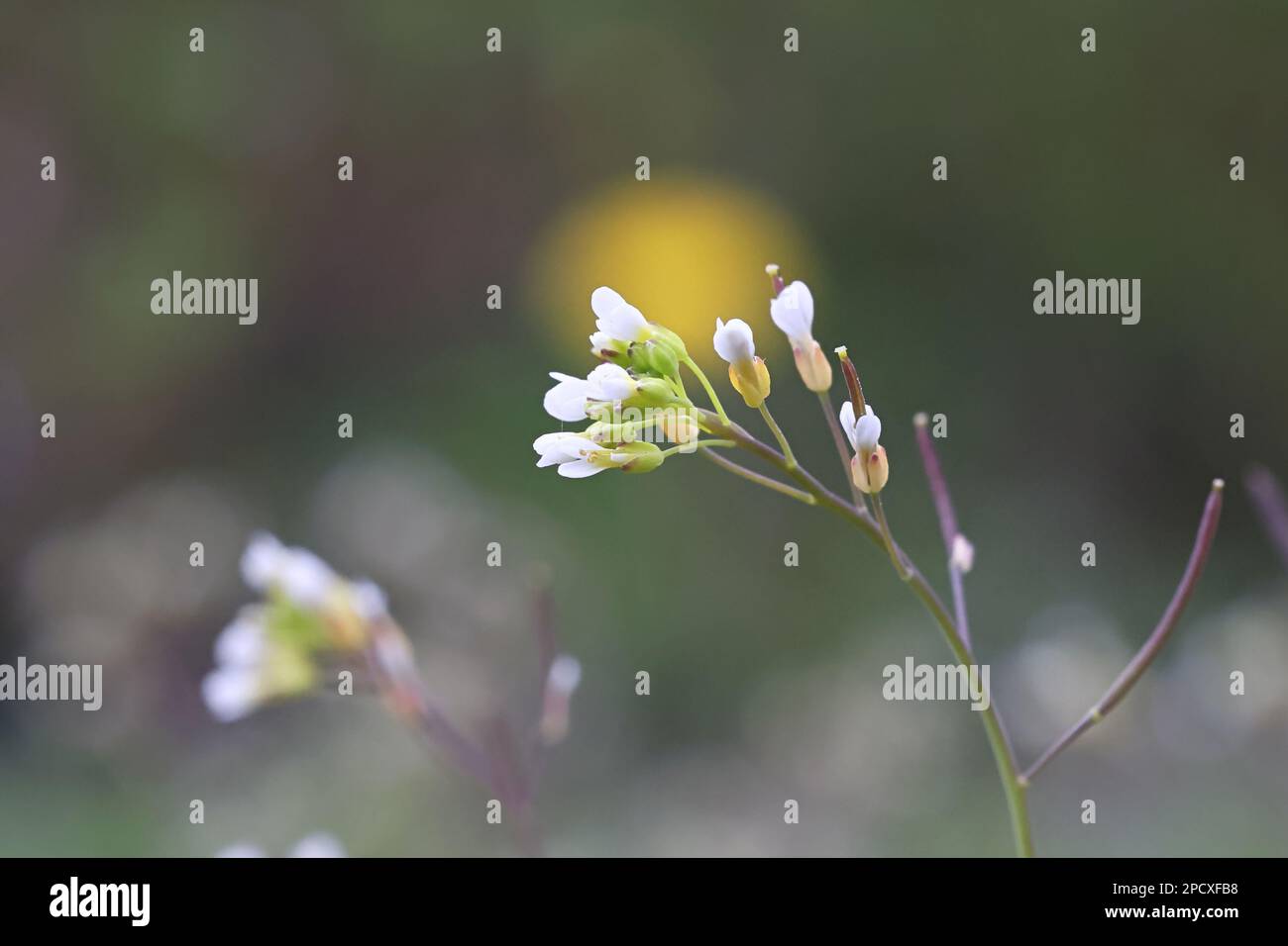 Thale Cress, Arabidopsis thaliana, also known as Mouse-ear cress, Thale-cress or Wall cress, wild spring flower from Finland Stock Photo