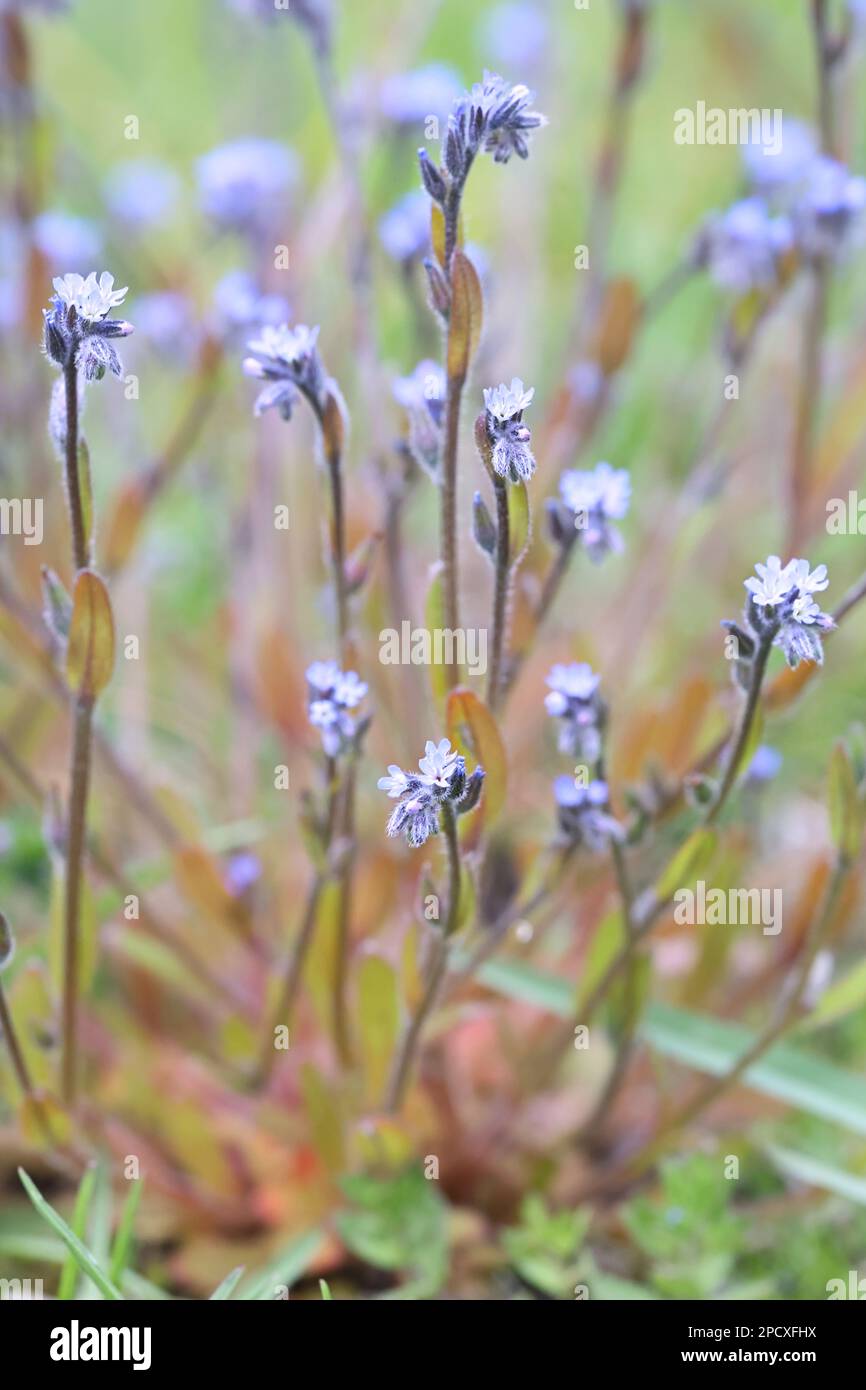 Blue scorpion grass, Myosotis stricta, also known as strict