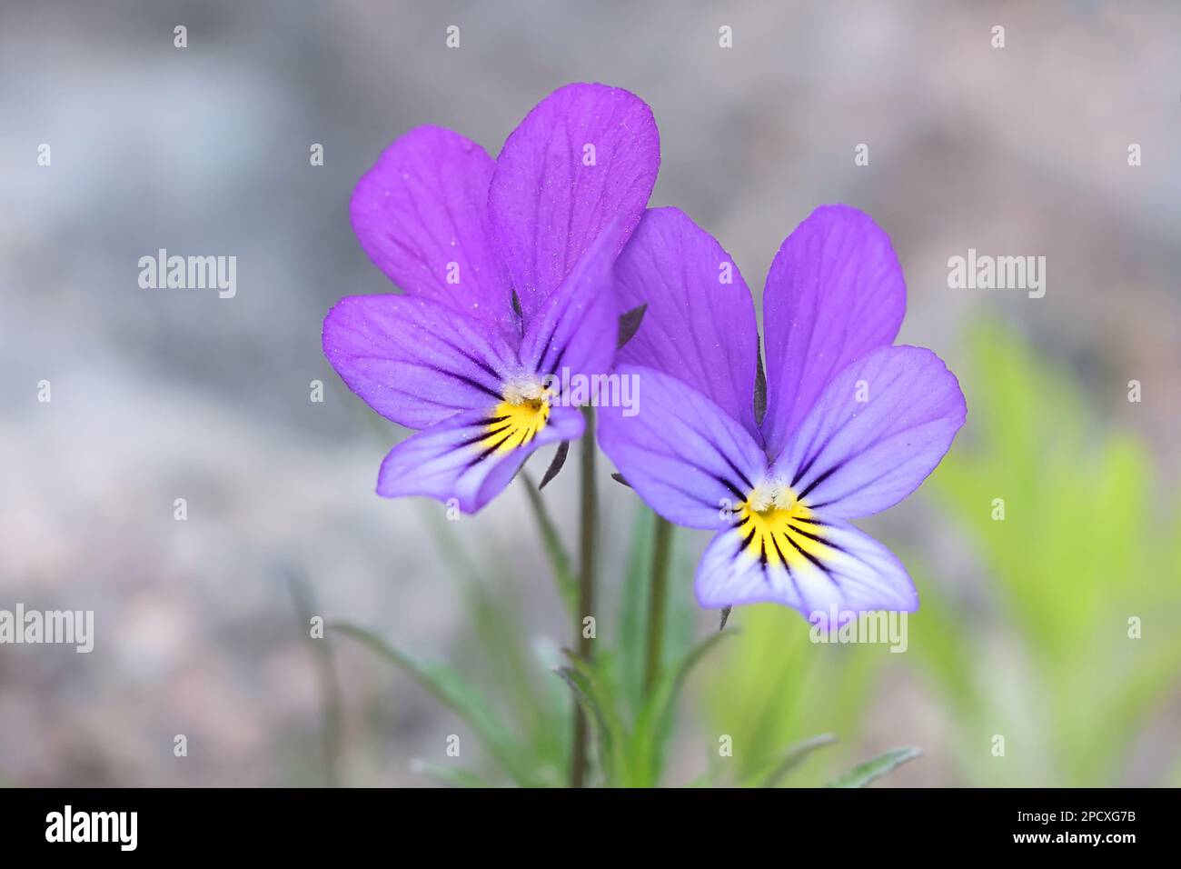 Viola tricolor, commonly knoen as wild pansy, Johnny Jump up, heartsease, heart's delight or tickle-my-fancy, wild flower from Finland Stock Photo