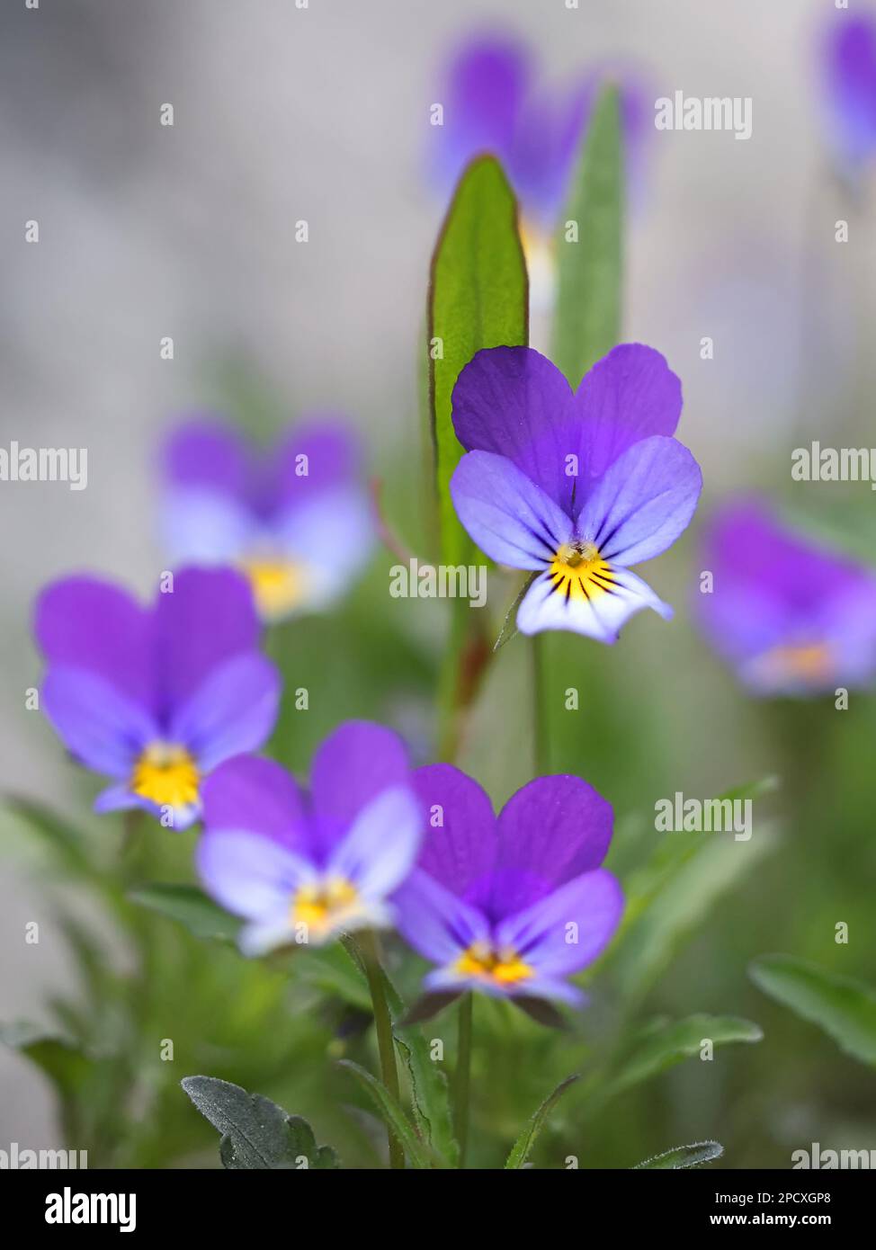 Viola tricolor, commonly knoen as wild pansy, Johnny Jump up, heartsease, heart's delight or tickle-my-fancy, wild flower from Finland Stock Photo