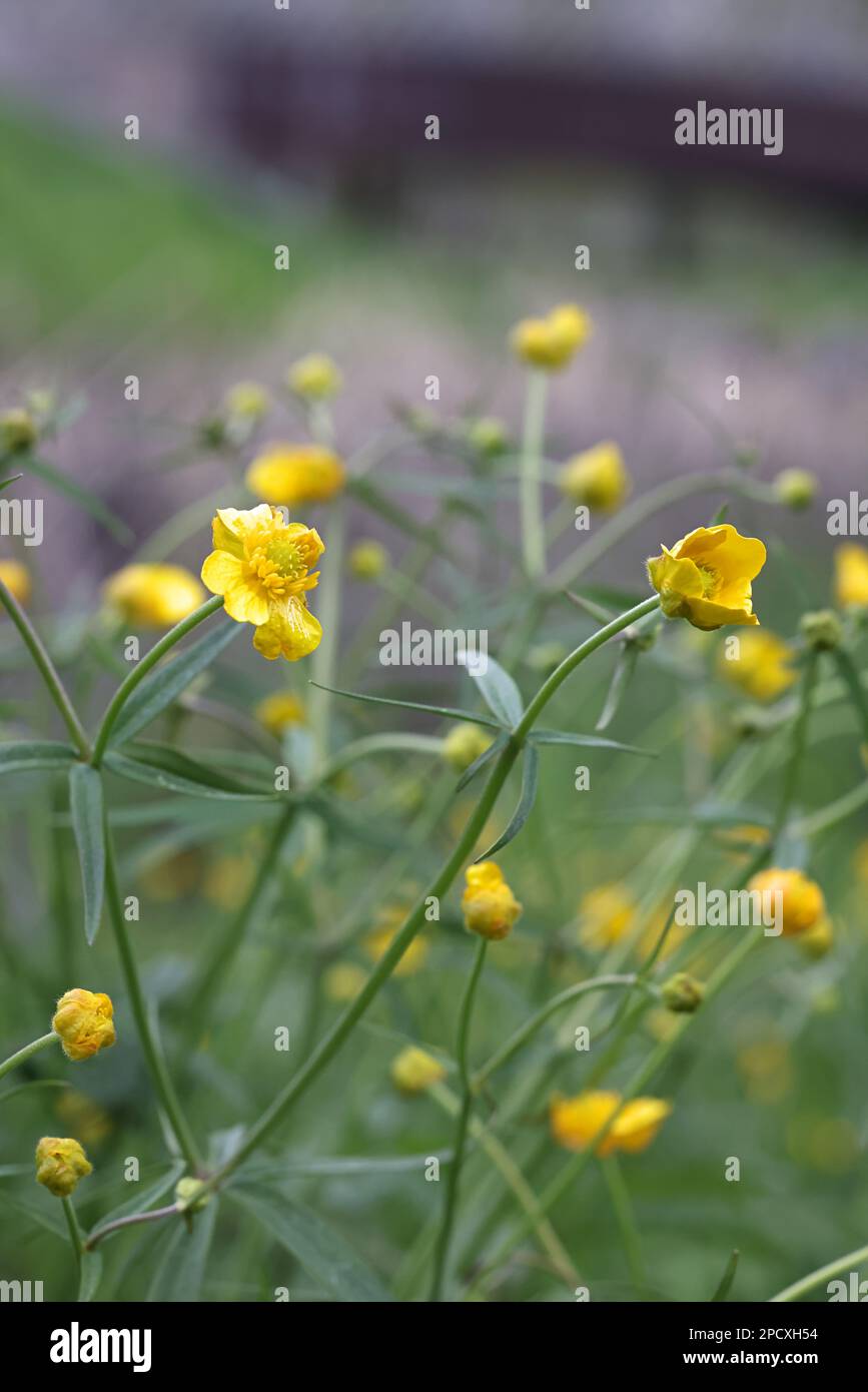 Ranunculus auricomus, known as goldilocks buttercup or Greenland buttercup, apomictic plant with hundreds of agamospecies Stock Photo
