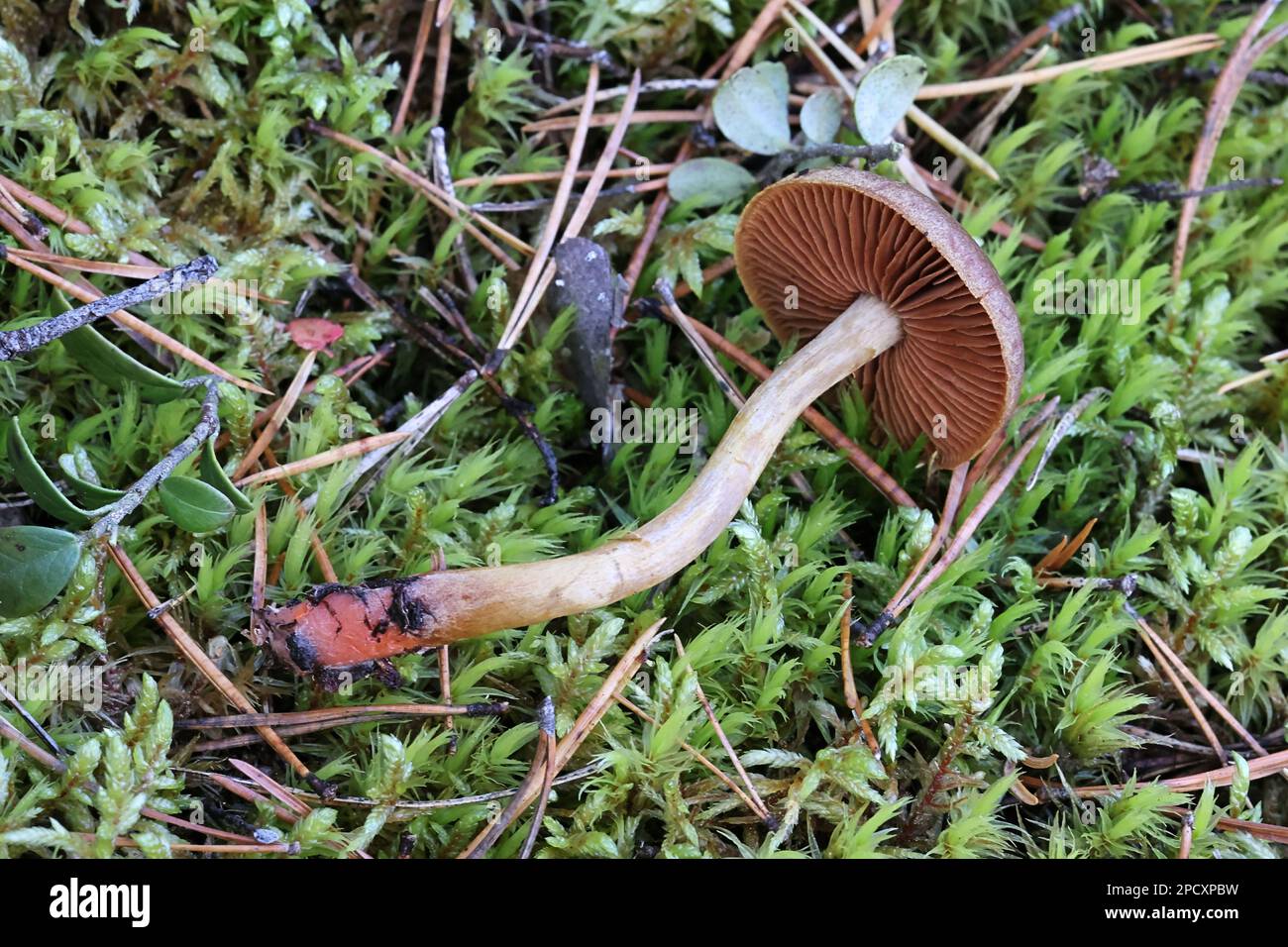 Red Banded Webcap Semisanguineus hi-res stock photography and images - Alamy