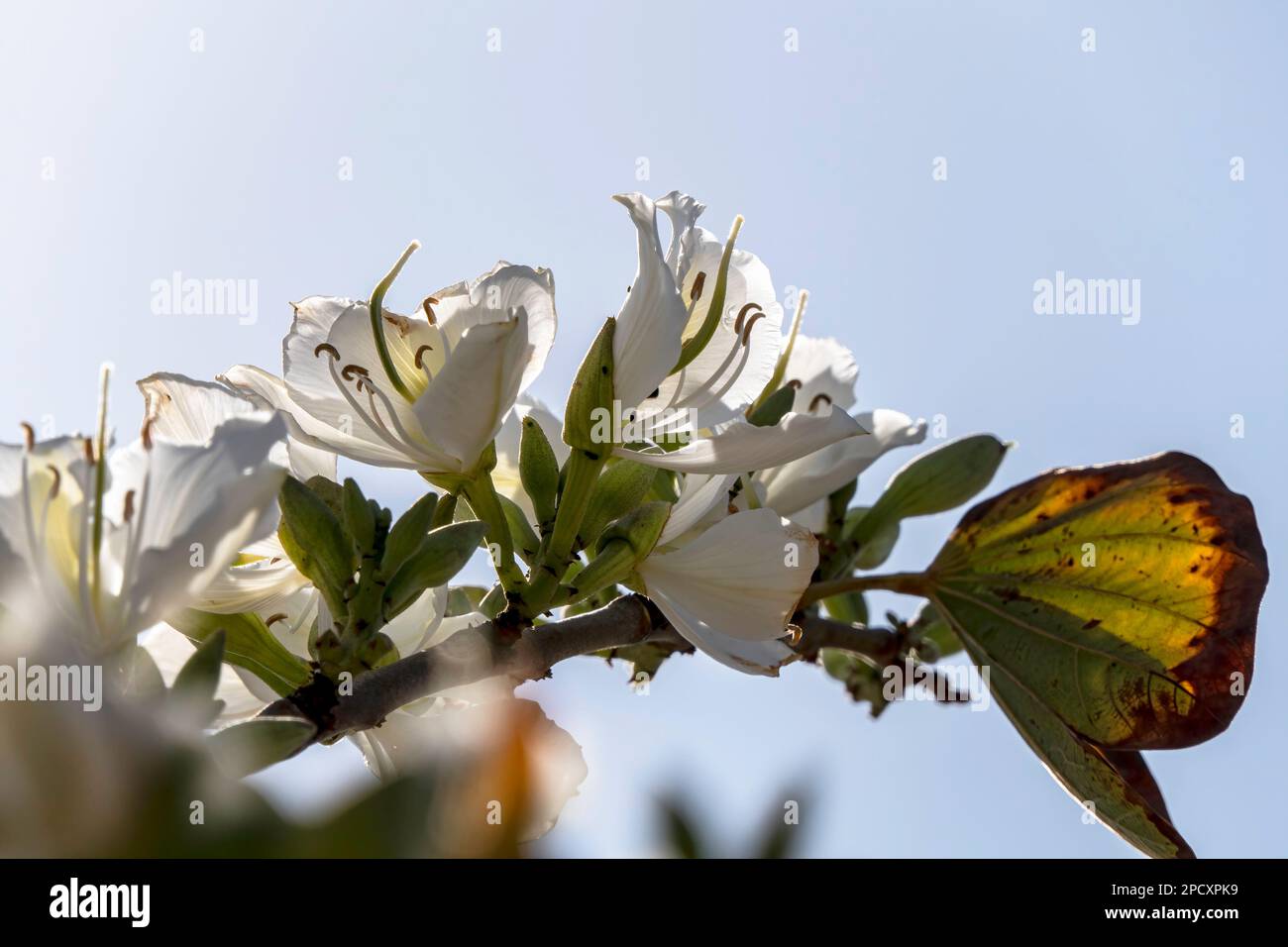 White flowers of the Bauhinia tree close up. Blooming orchid tree in the sun Stock Photo