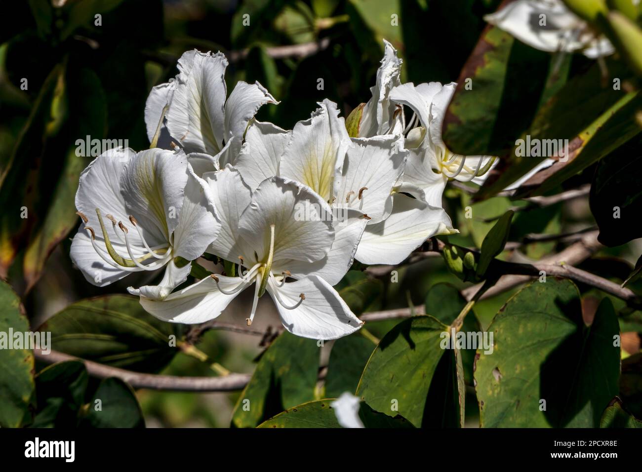 White flowers of the Bauhinia tree close up. Blooming orchid tree in the sun Stock Photo