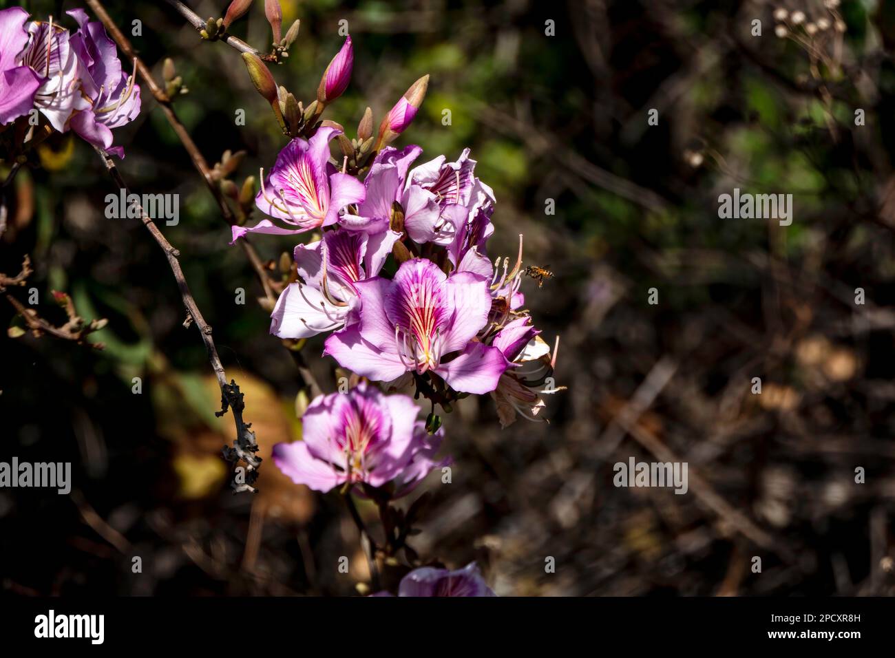 Pink flowers of the Bauhinia tree close up. Blooming orchid tree in the sun Stock Photo