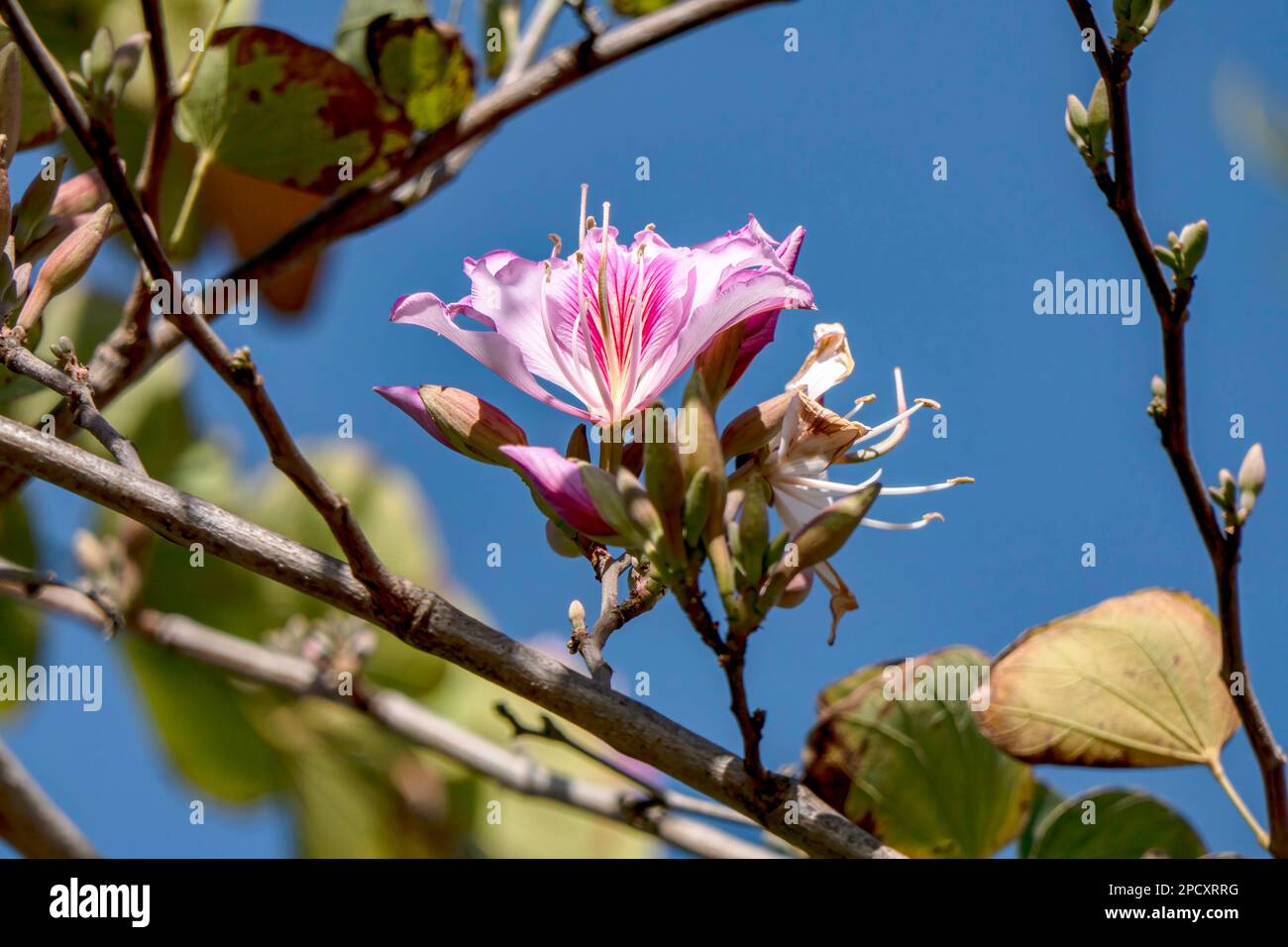 Pink flowers of the Bauhinia tree close up. Blooming orchid tree in the sun Stock Photo