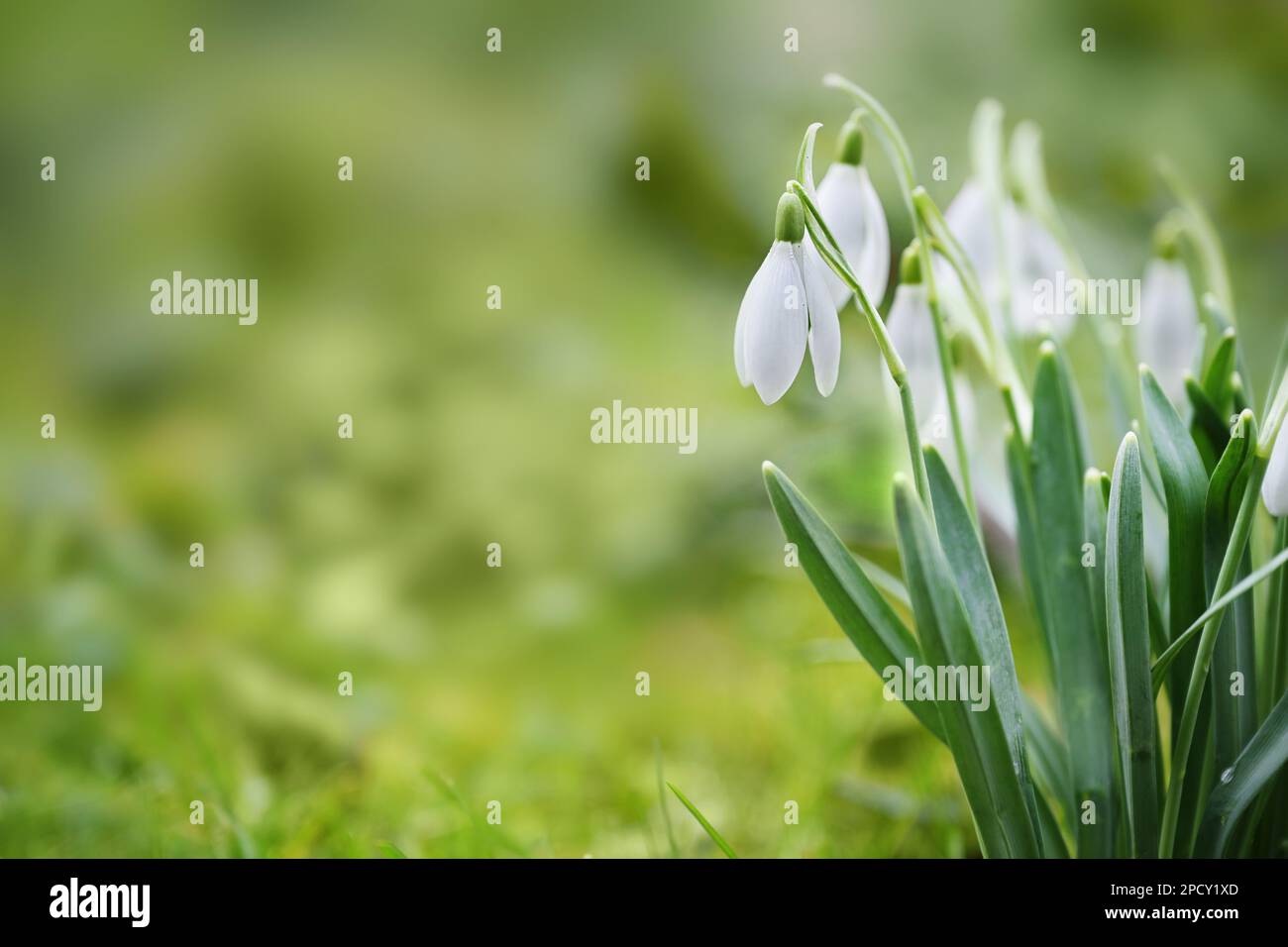 Tuff of snowdrops with white blossoms growing in the green lawn, cute heralds of spring, copy space, selected focus, narrow depth of field Stock Photo