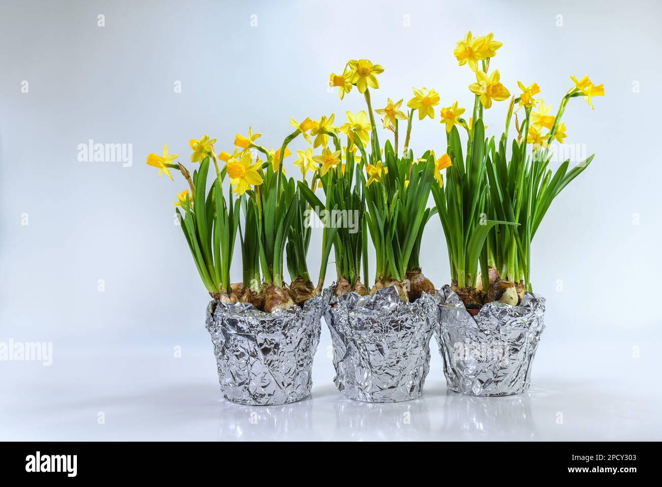 Three plant pots with blooming daffodils as spring decoration. After flowering, the bulbs can be planted in the garden for new flowers next year. Ligh Stock Photo