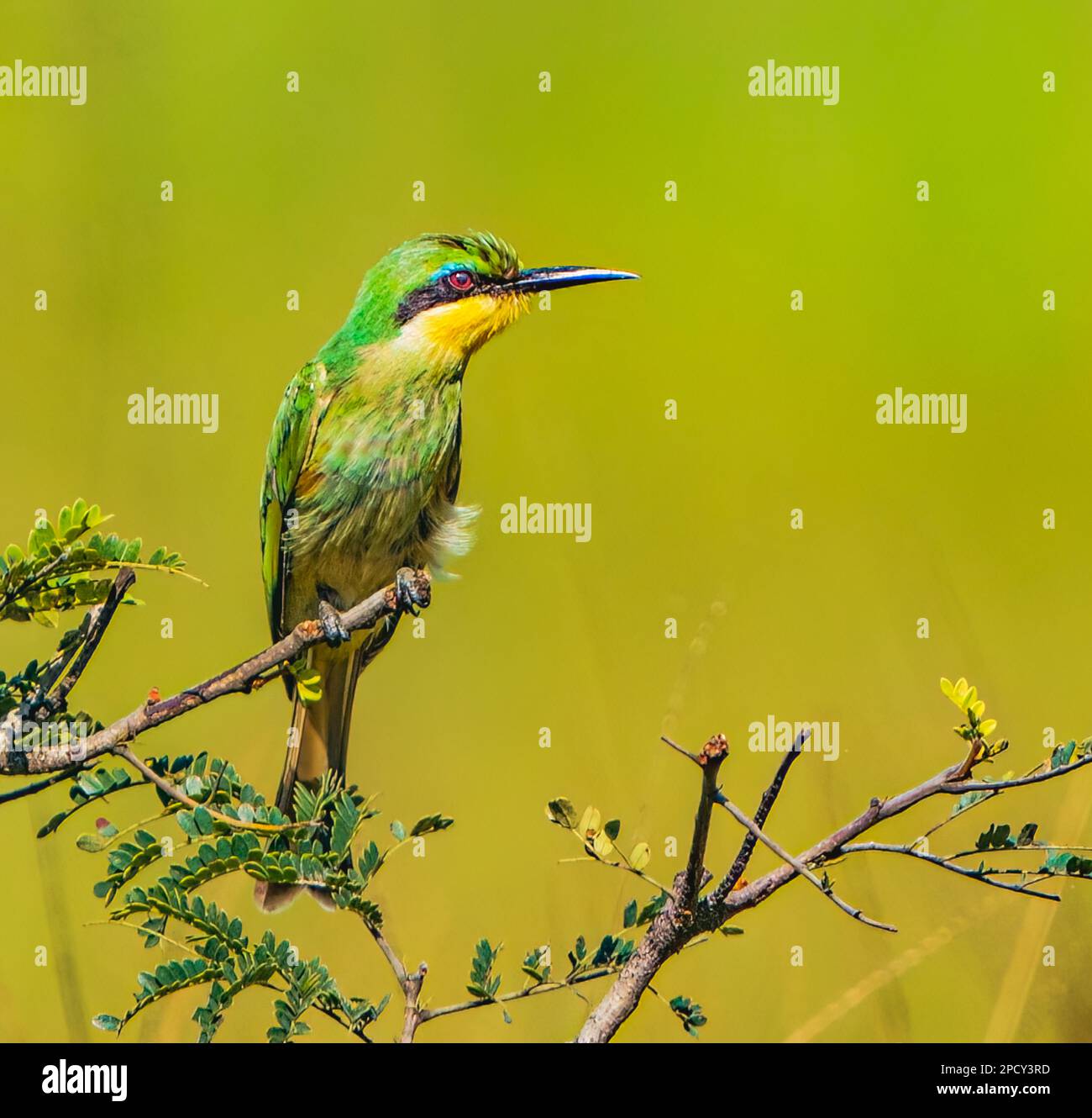 The beautiful Little Bee-eater Stock Photo