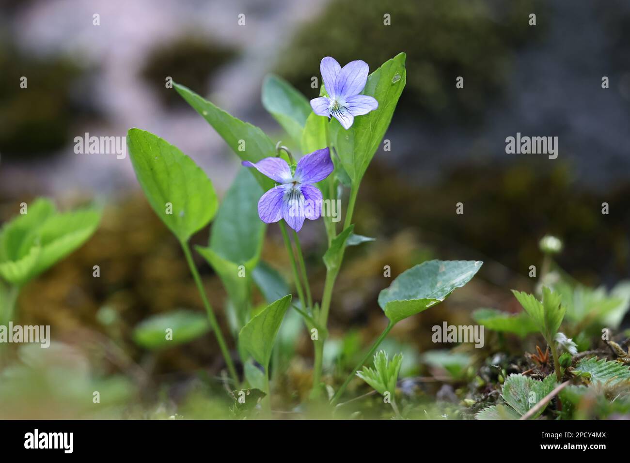 Viola canina, commonly known as Heath Dog Violet or Heath Violet, wild flowering plant from Finland Stock Photo