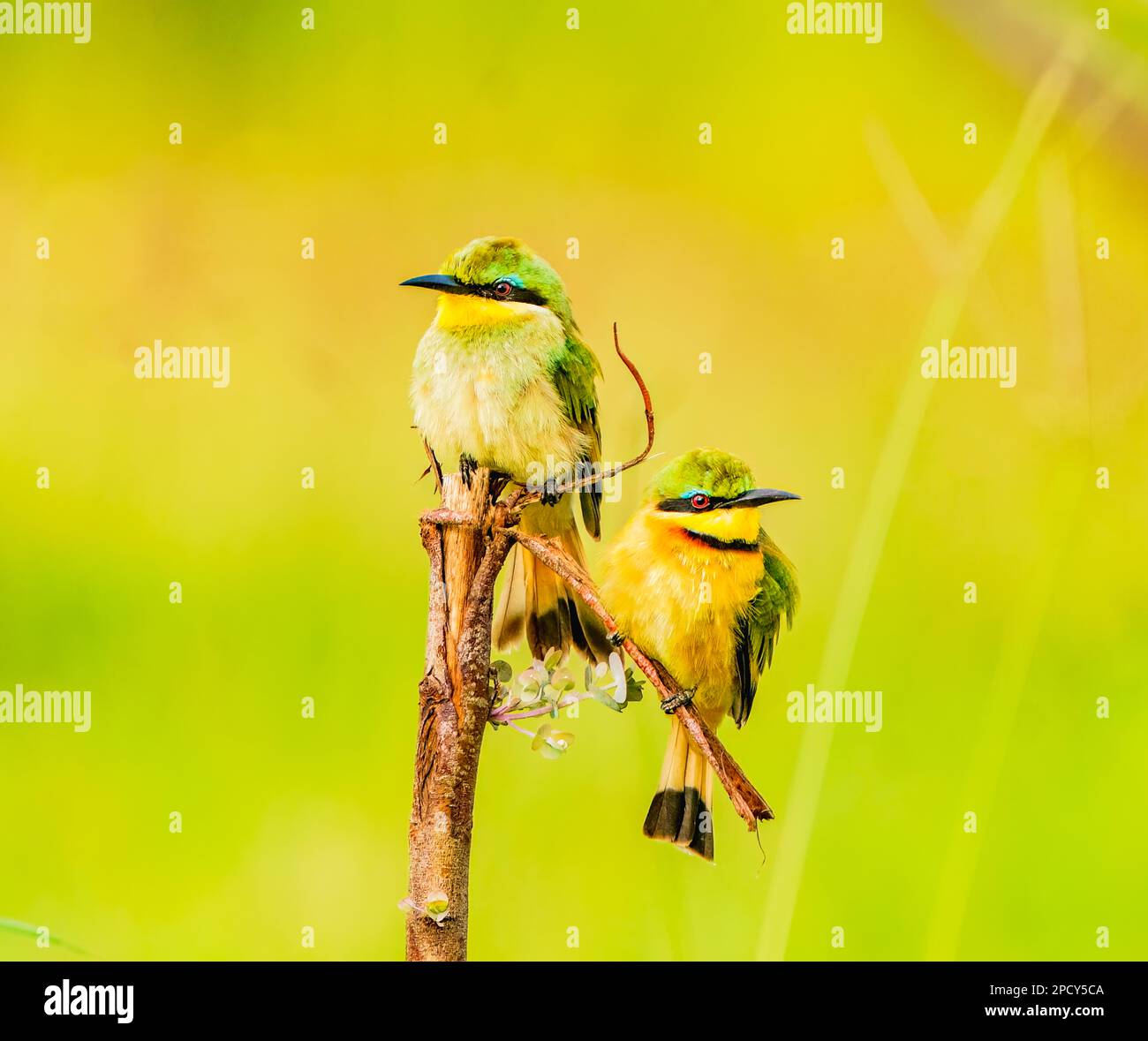 The beautiful Little Bee-eater Stock Photo