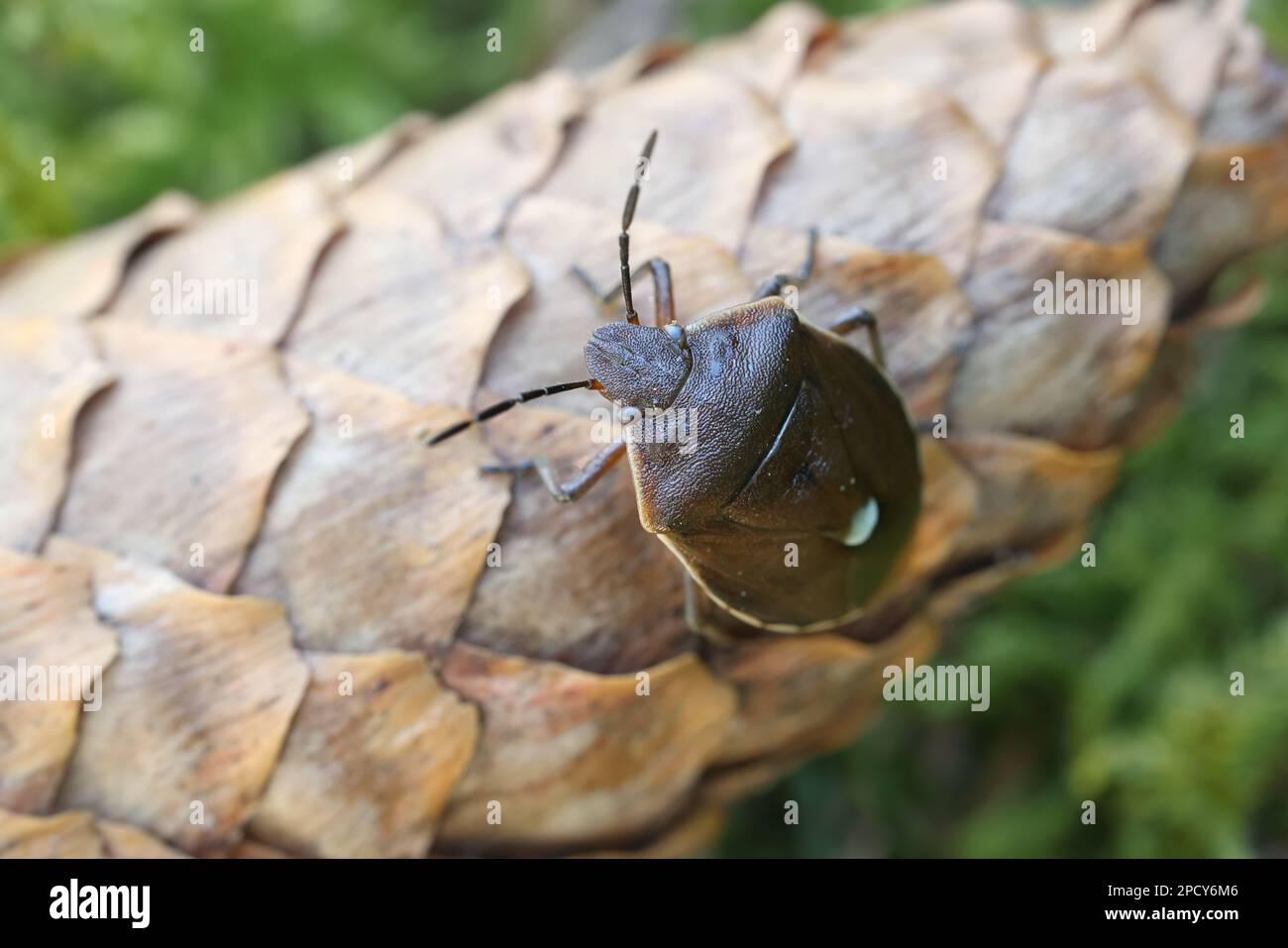 Chlorochroa pinicola, a shieldbug from Finland, no common English name Stock Photo