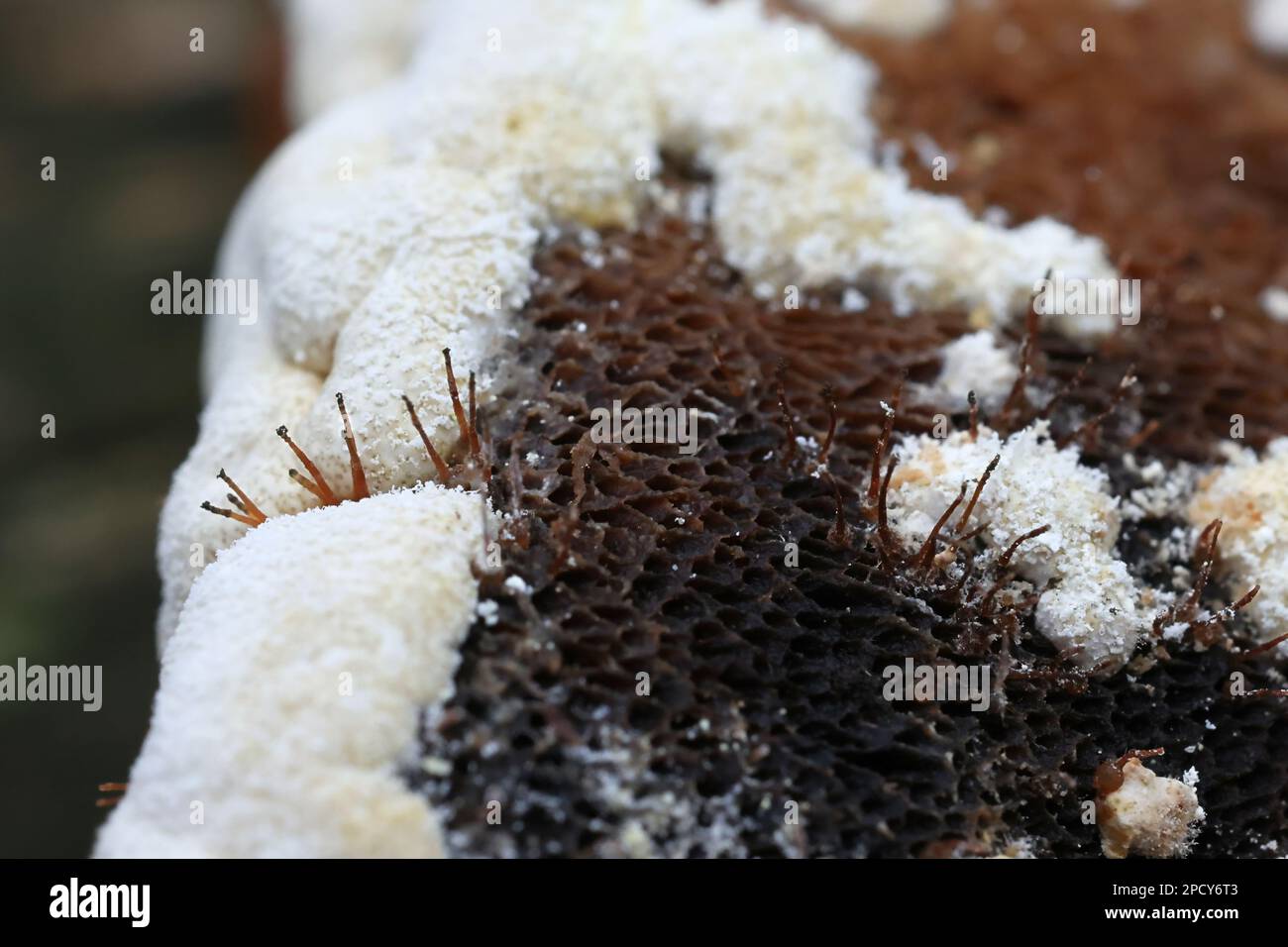 Melanospora lagenaria and Trichoderma pulvinatum growing parasitic on a polypore fungus in Finland Stock Photo