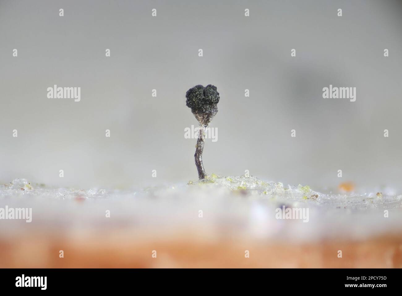 Small pins hi-res stock photography and images - Alamy