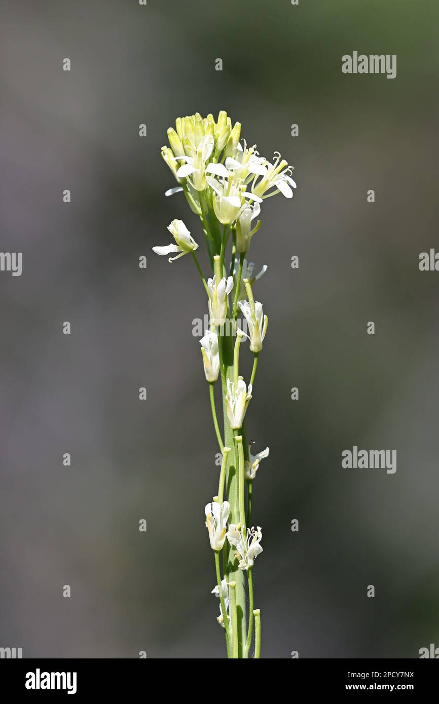 Arabis glabra, also called Turritis glabra, commonly known as Tower Mustard or Tower Rockcress, wild plant from Finland Stock Photo