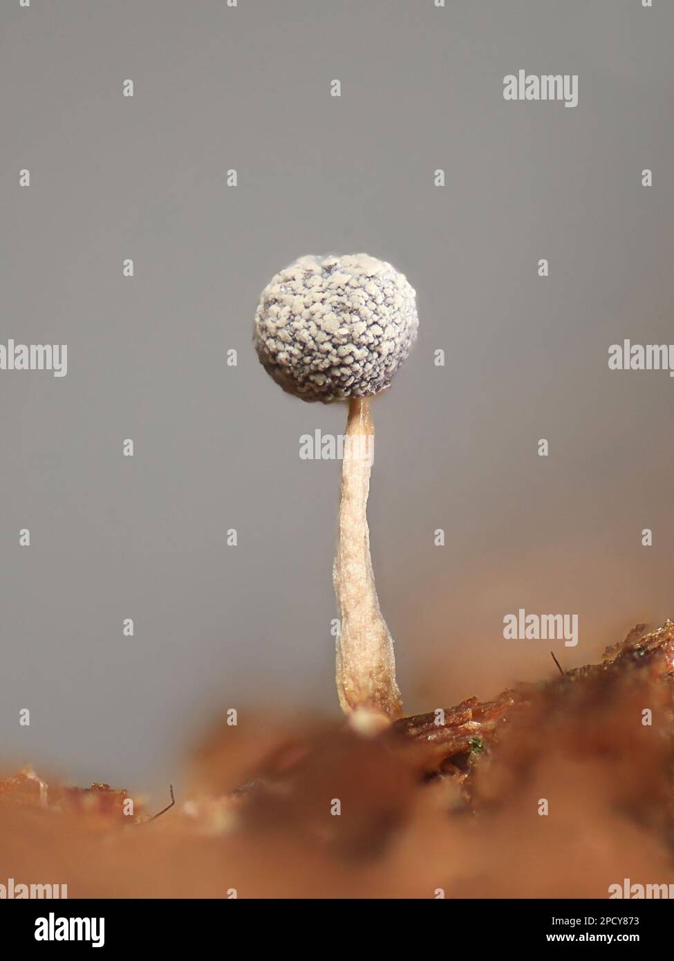 Physarum leucopus, a slime mold, microscope image Stock Photo