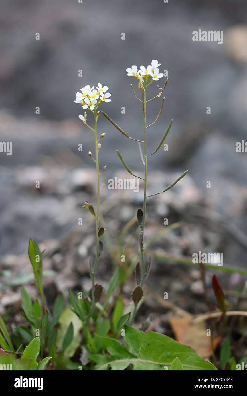 Arabidopsis suecica, commonly known as Swedish Cress or Swedish thale-cress, wild spring flower from Finland Stock Photo